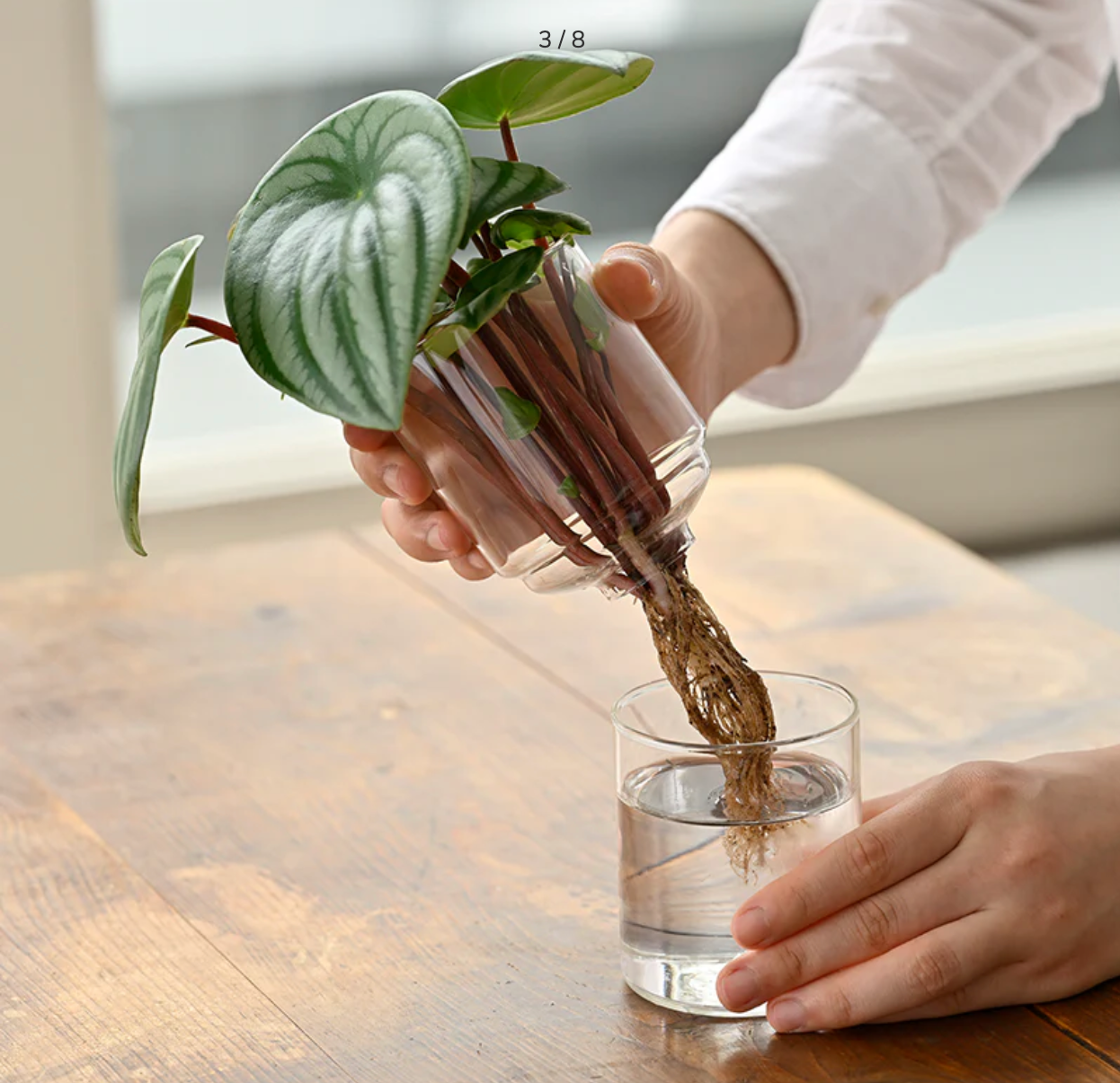 Hario Glass flower vase